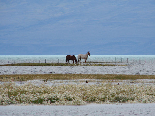 Chevaux dans la lagune