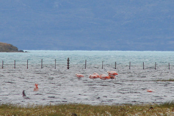 Flamands roses