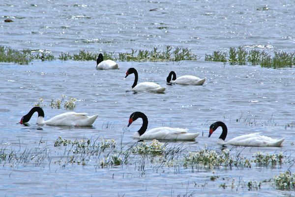 Cygne