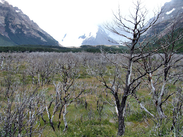 les arbres rabougris