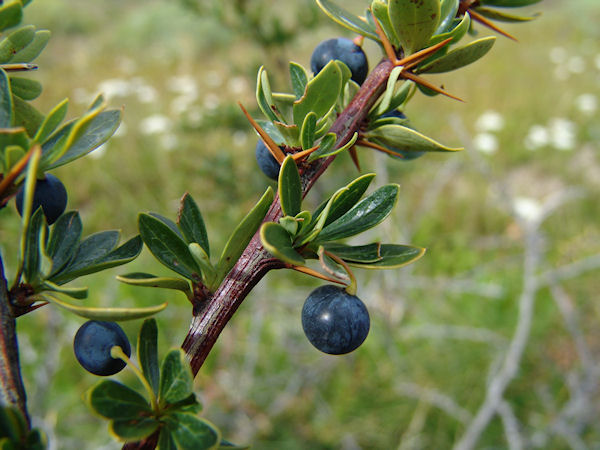 le calafate fruit de Patagonie