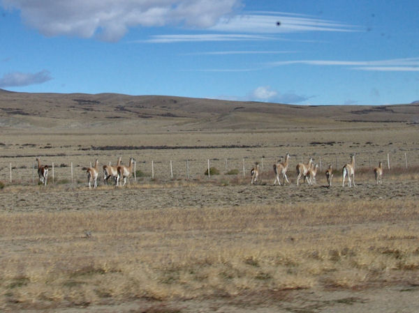 Elevage de guanaco