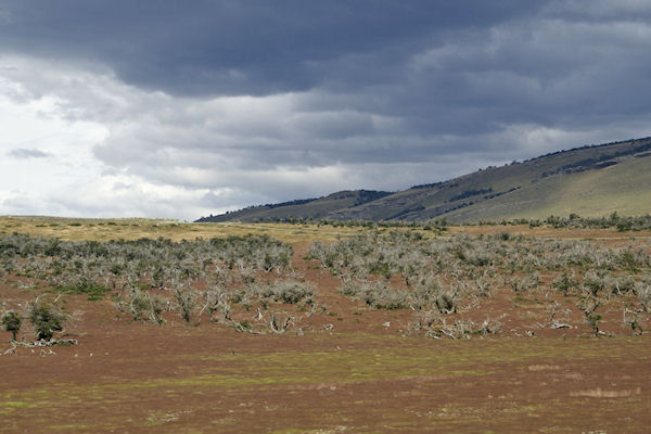 Pampa de Patagonie