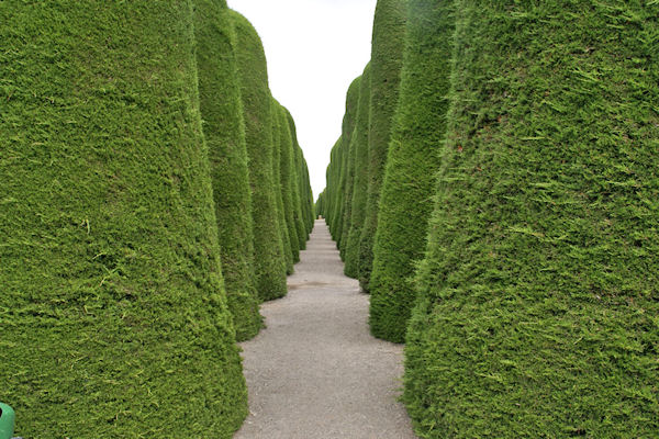 Allée de cyprès