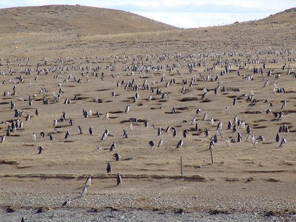 La plus grande nurserie des manchots de Magellan