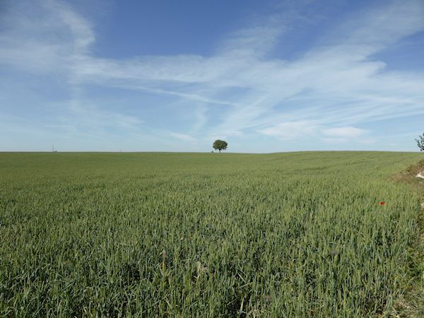 La Meseta