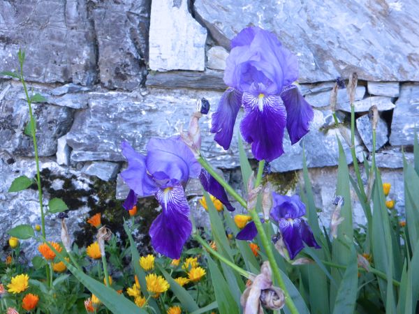 Iris