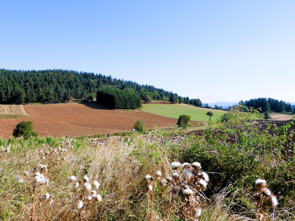 Chardos et terres labourées