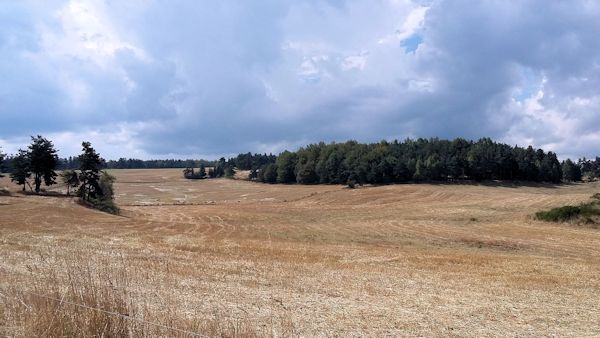 Champ de blé