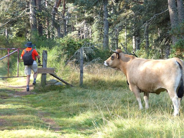 La Vache charge ...