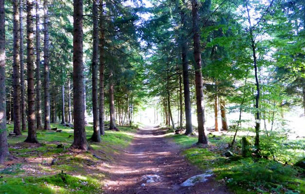 chemin en Forêt