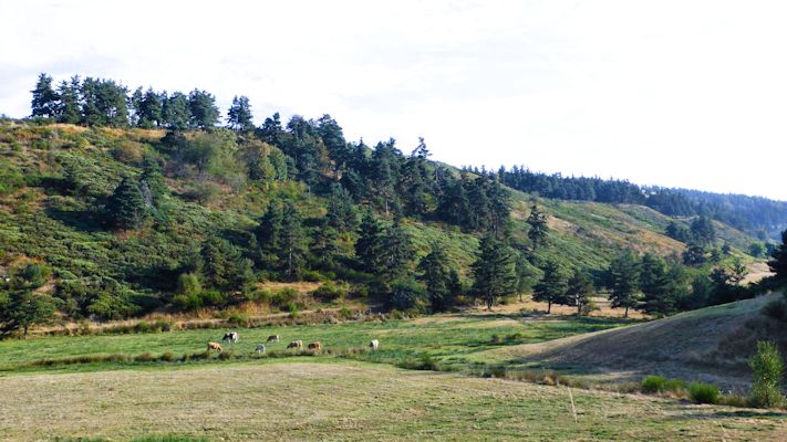 Colline du Vivarais