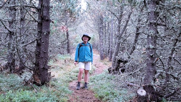 Le bois du Lozere