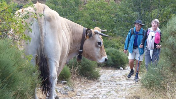 Vache sur Chemin