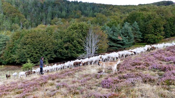 Rassemblement des moutons