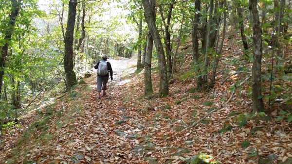 Sentier dans le bois