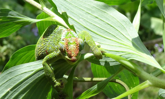 Cameleon