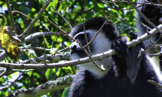 Singe Colobe détail