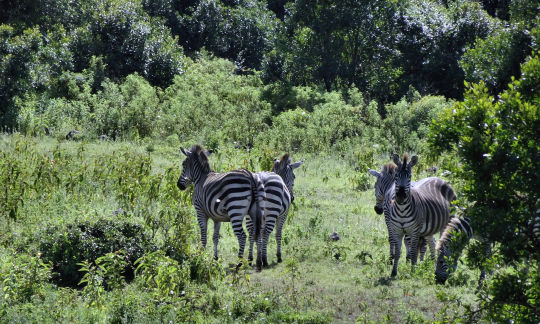 Zebres et Bufles