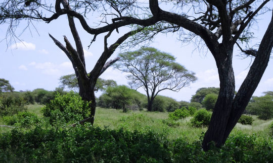 L'arbre