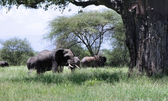 Les éléphants