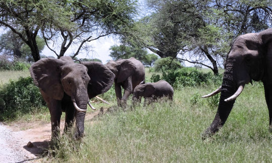 groupe d'elephant