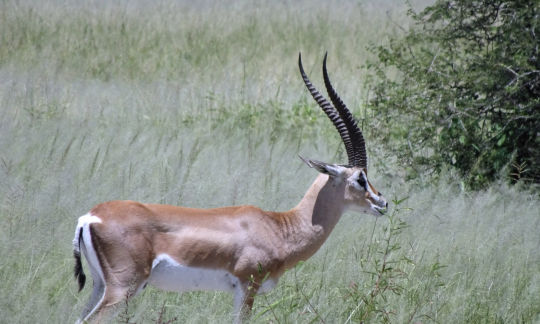 Gazelle de Thonson