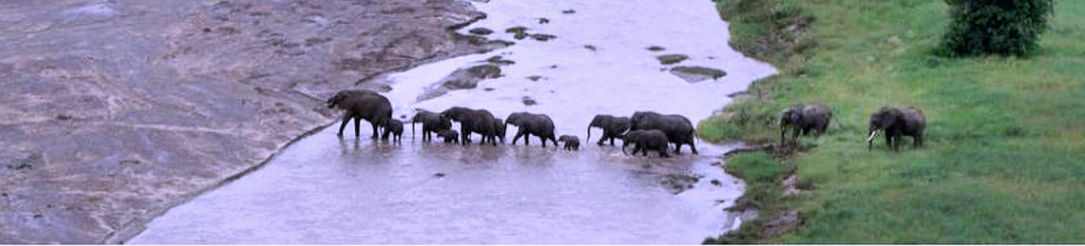 Le guéndes éléphants