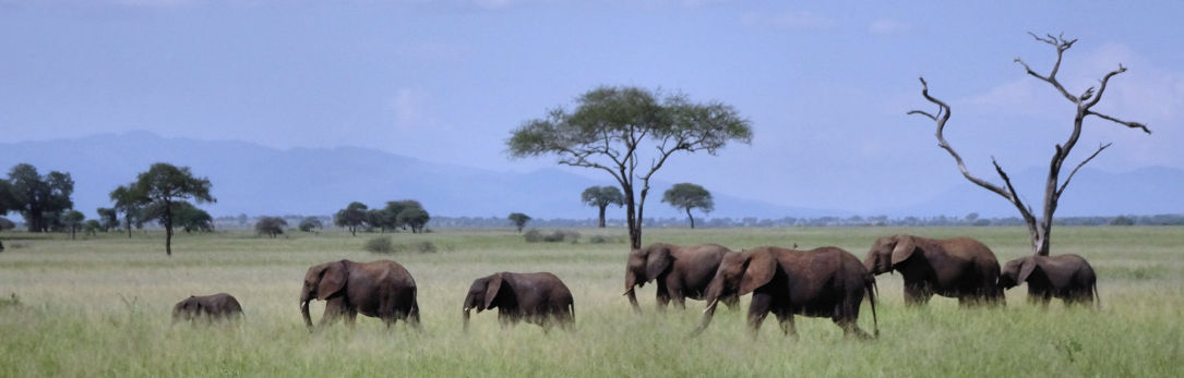 Groupe d'éléphants