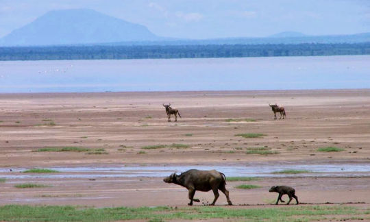 Buffle au bord du lac