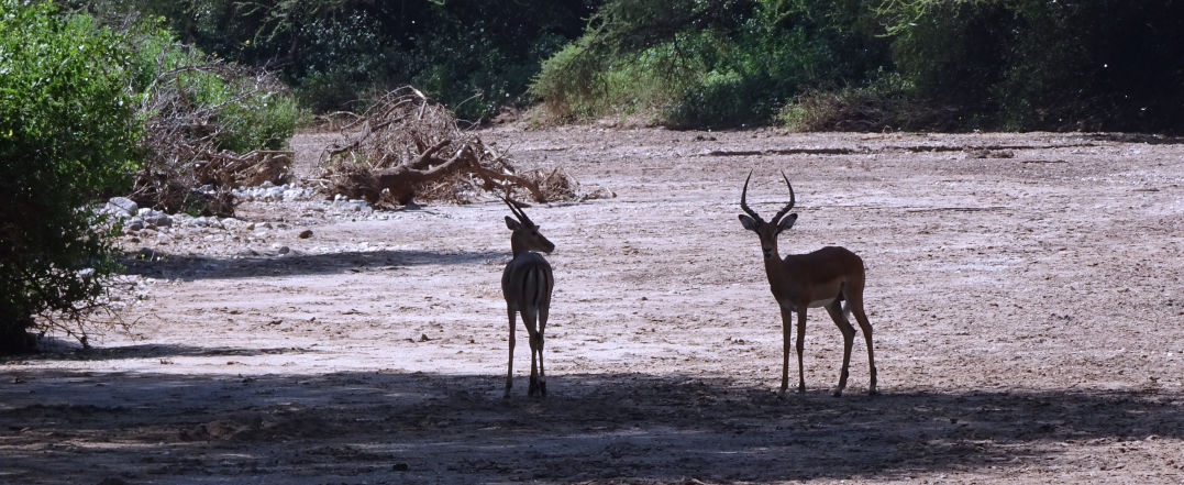 2 gazelles à contre jour