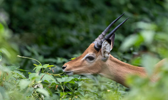 Gazelle de thomson