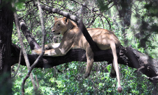 Lionne perchée