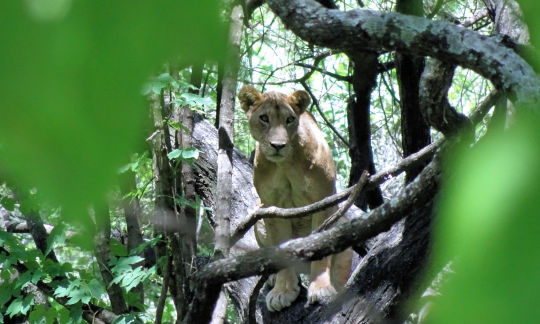 Lionne dans les branches