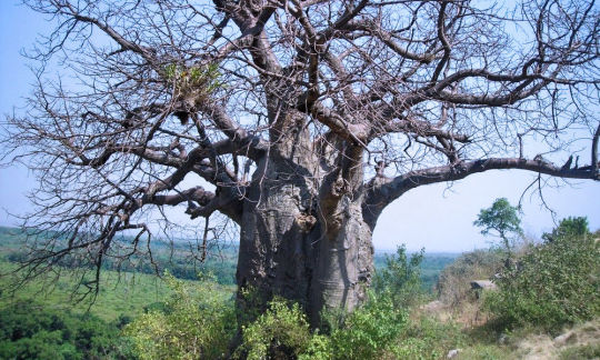 L'arbre