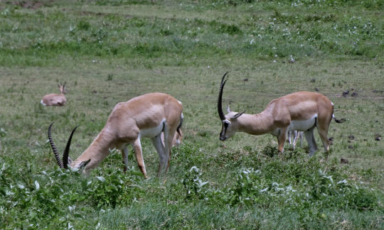 Gazelles