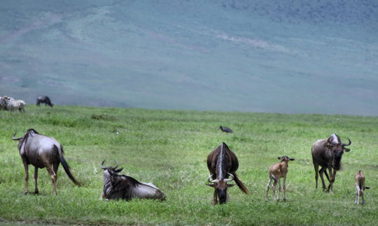 Gnous du N'Gorongoro