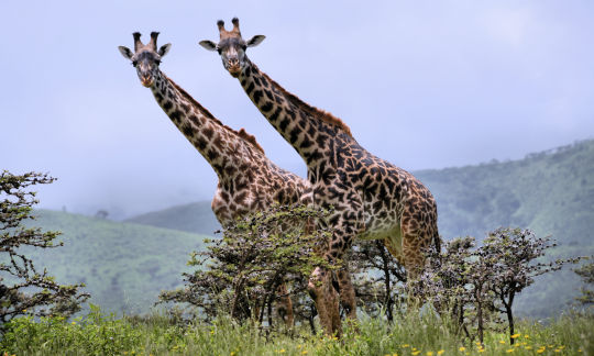 2 Girafes