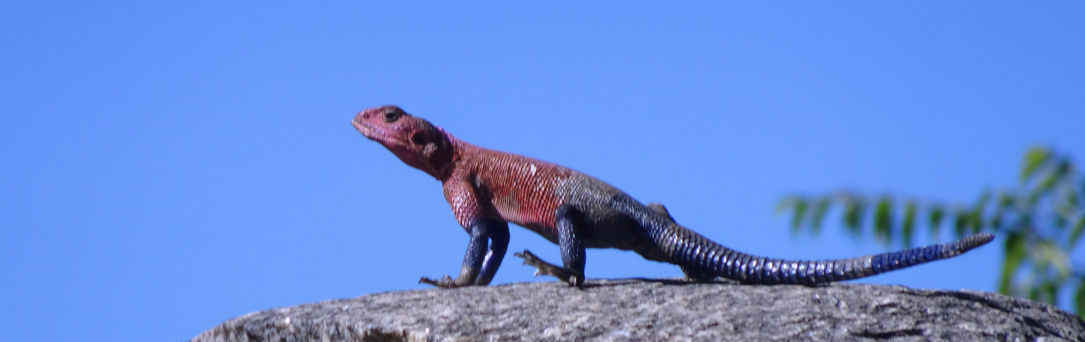 Lezard Agama