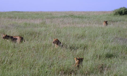 les jeunes lions en brousse