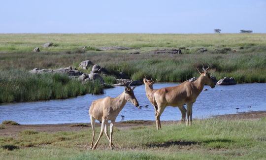 Bubales dans la savane