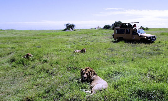 4X4 et Lions