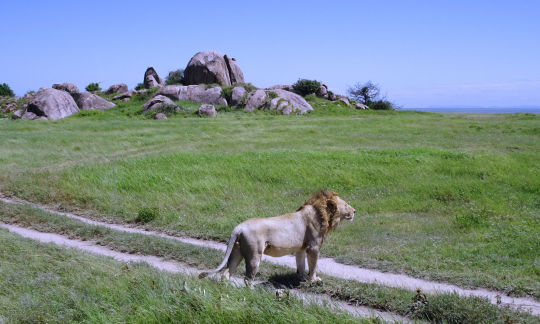 Lion sur la piste