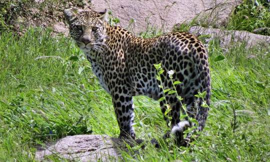 Guépard debout