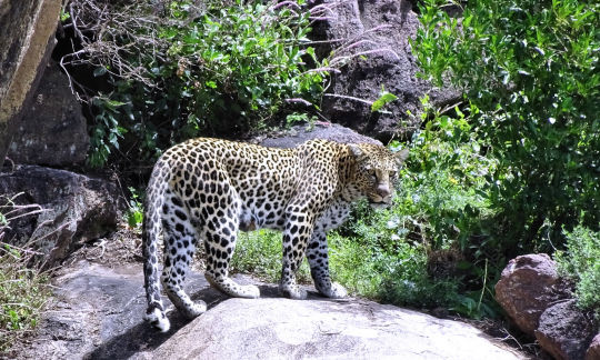 Guépard sur le rocher