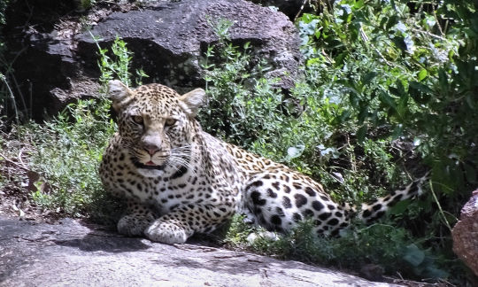 Guépard en attente