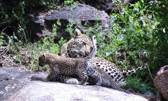 Guépard et son petit