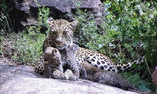 Guépard vie de famille