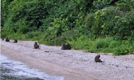 Babouins sur la plage