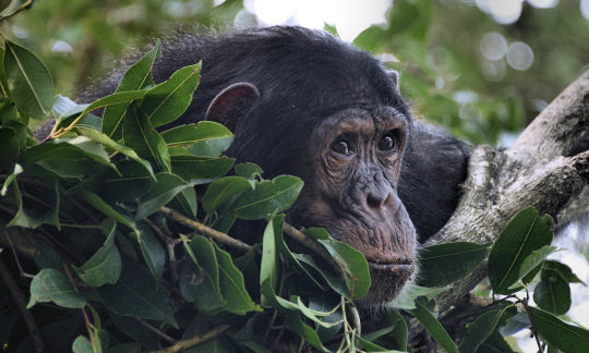 Regard de Chimp :